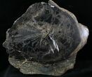 Petrified Wood (Sycamore) End Cut - Sweethome, Oregon #28261-1